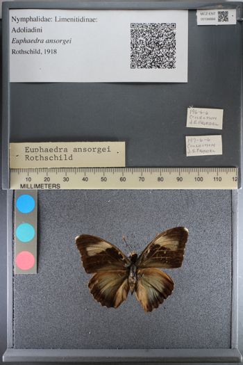 Media type: image;   Entomology 194884